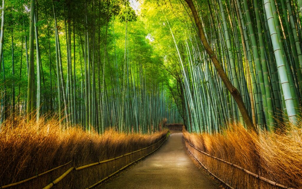 Bamboo Forest, Arashiyama