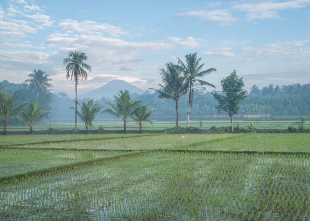 view of Borobudur rice fields