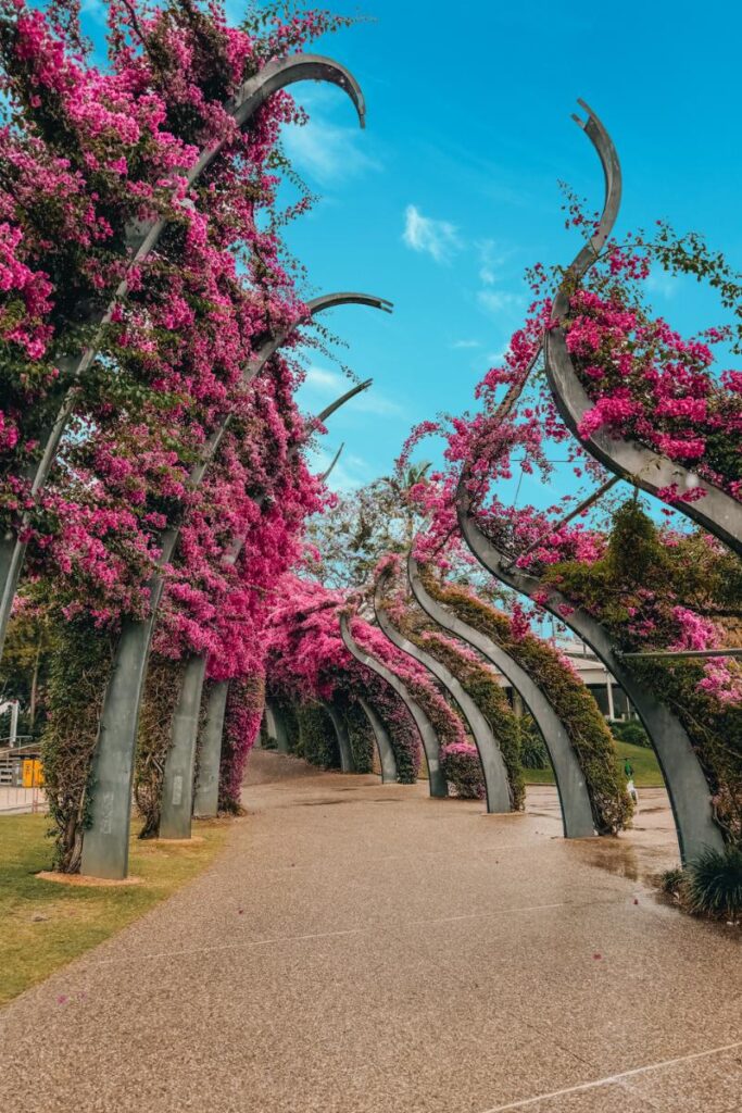 Brisbane The Arbour Walkway bougainvillea walkway