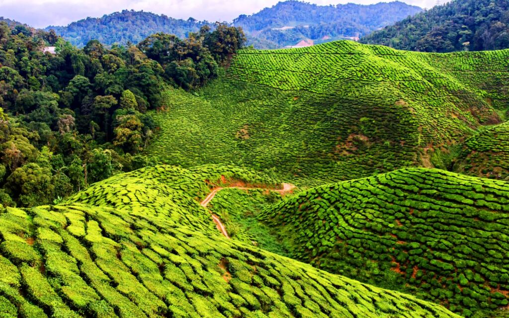 Cameron Highlands malaysia