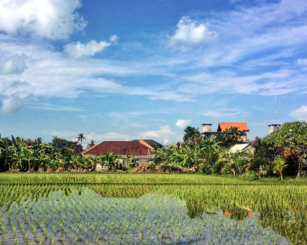 Canggu Ricefields