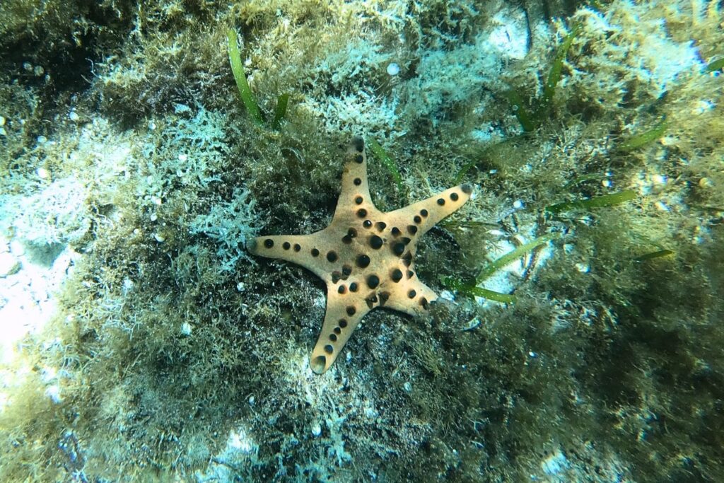 Chocolate Chip Starfish in Balabac Palawan