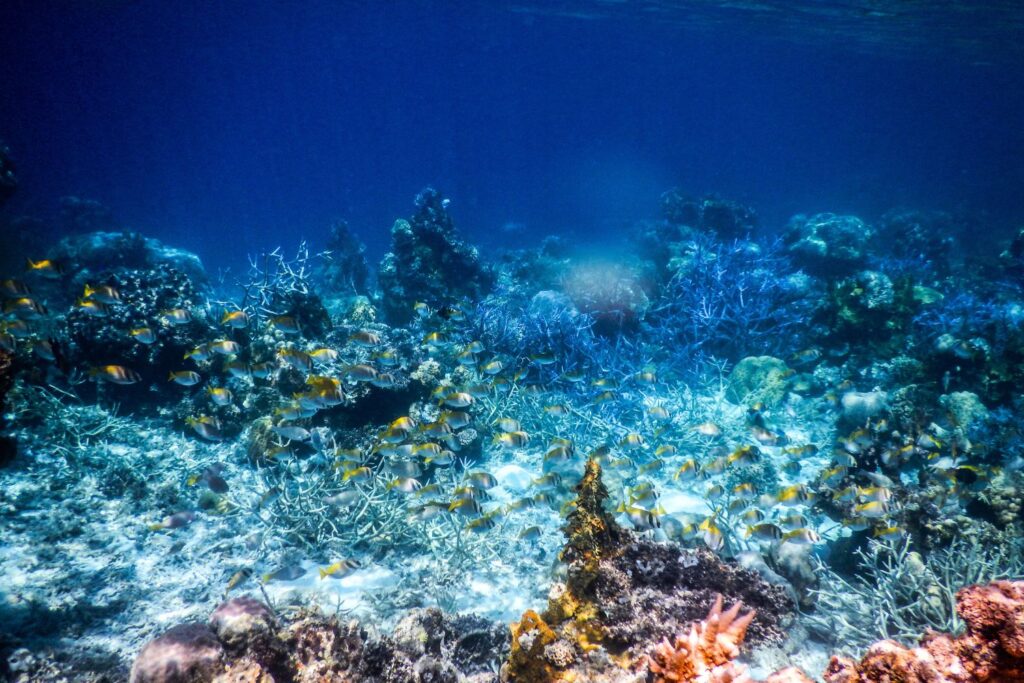 Coral garden in Coron with tropical fish