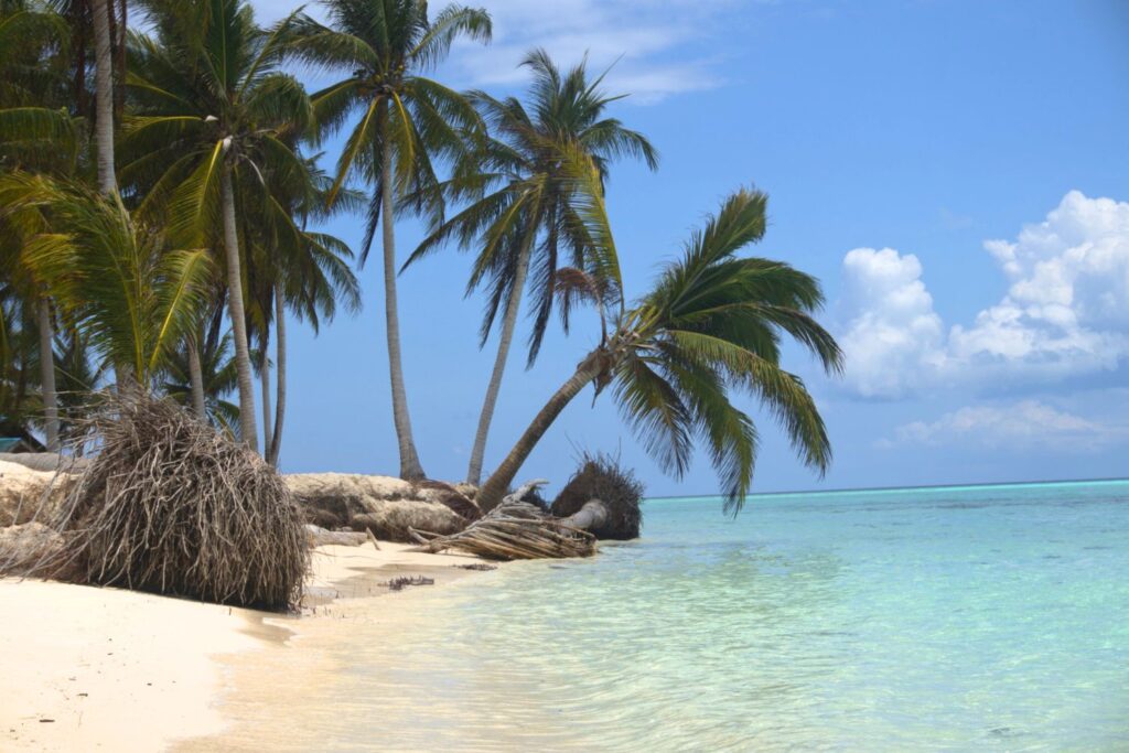 Fallen palm trees against a blue sky, gold sand, and clear water in Balabac Palawan