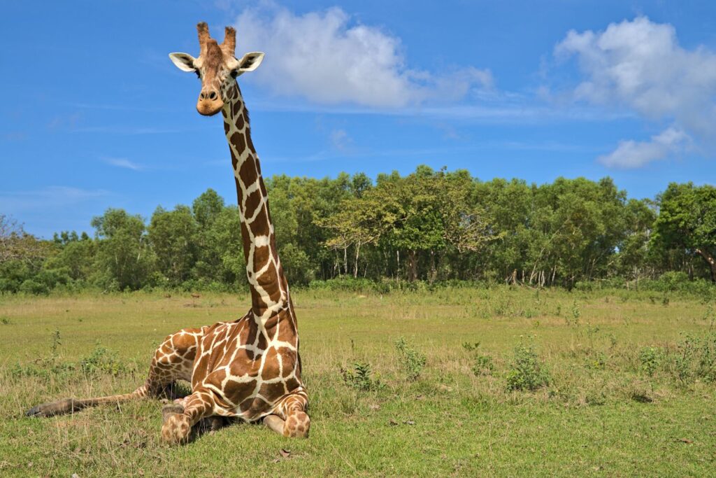 Giraffe sitting in a green field in Calauit Wildlife Park in Coron