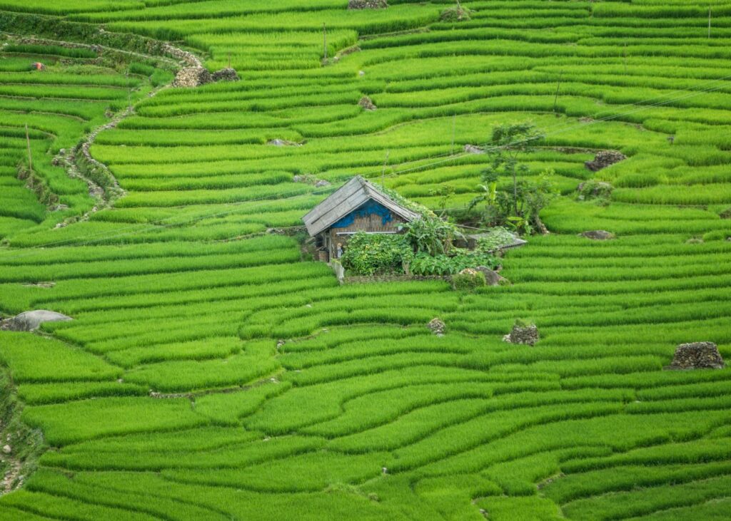 Home in a rice field in Sapa