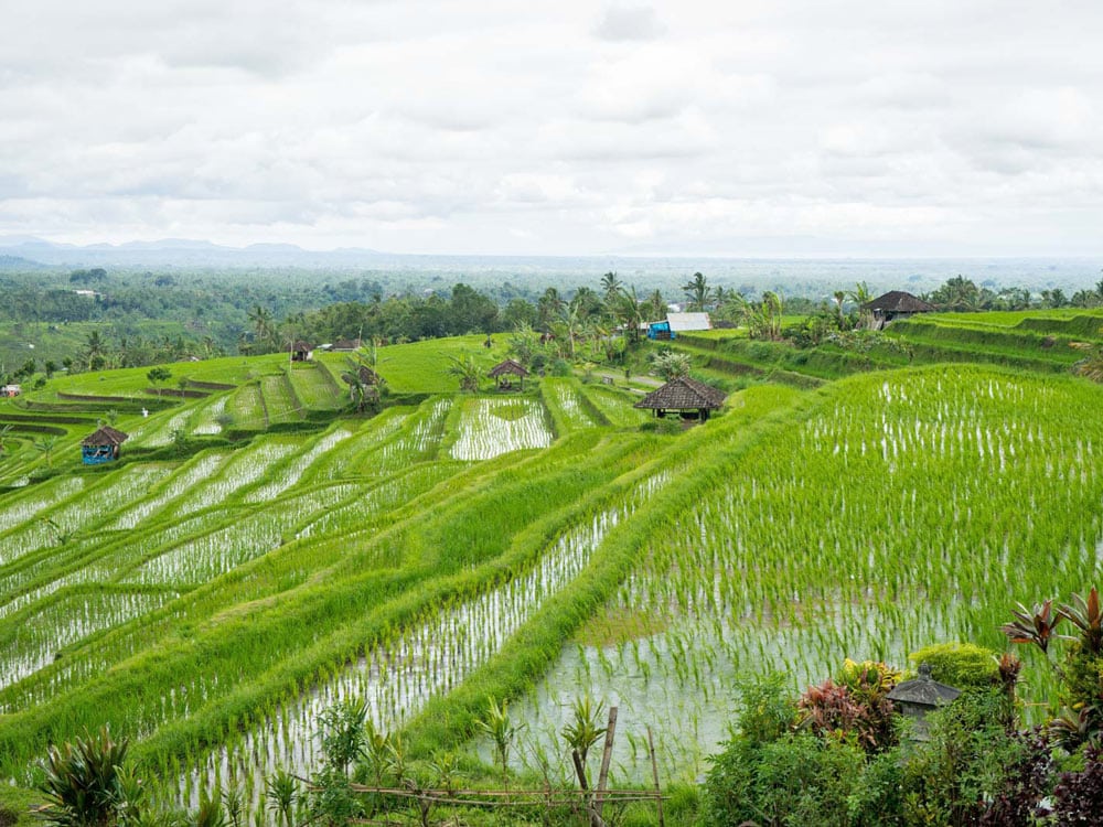 Jatiluwih Terraces Bali