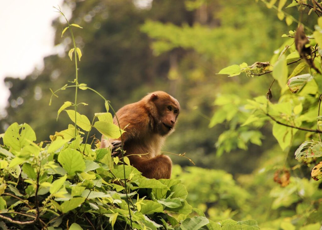Macac in the treetop at Cuc Phuong National Park