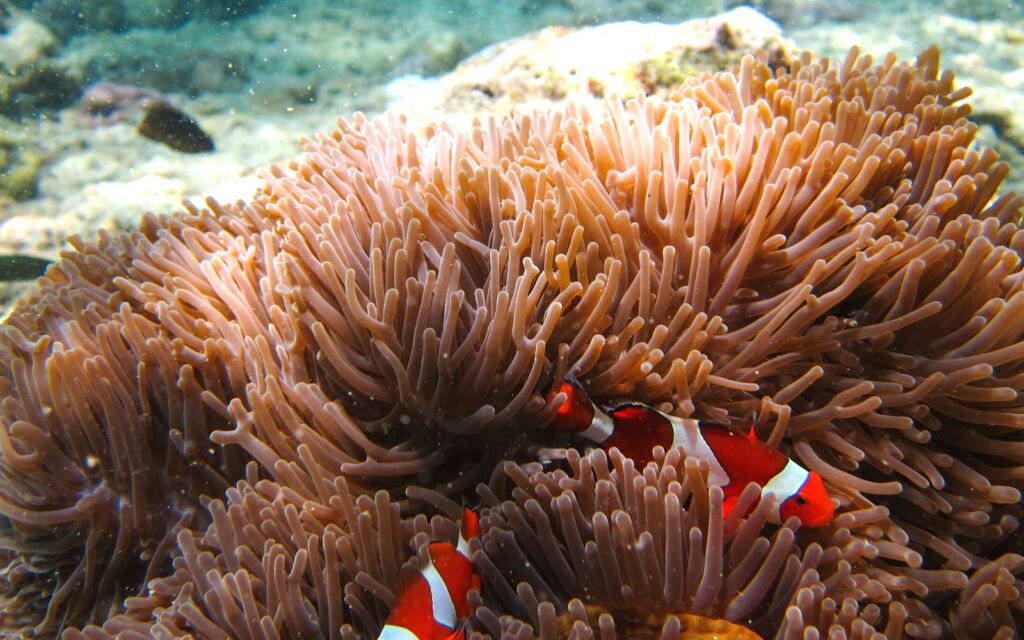 Menjangan Island