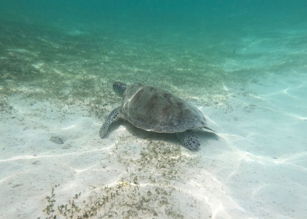 Sea Turtle in blue water with white sand