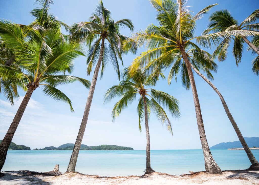 Palm Trees on Cenang Beach, Langkawi Malaysia with bright blue water and sky