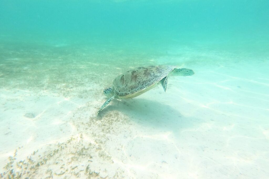 Sea turtle swimming in the clear waters of Balabac Palawan