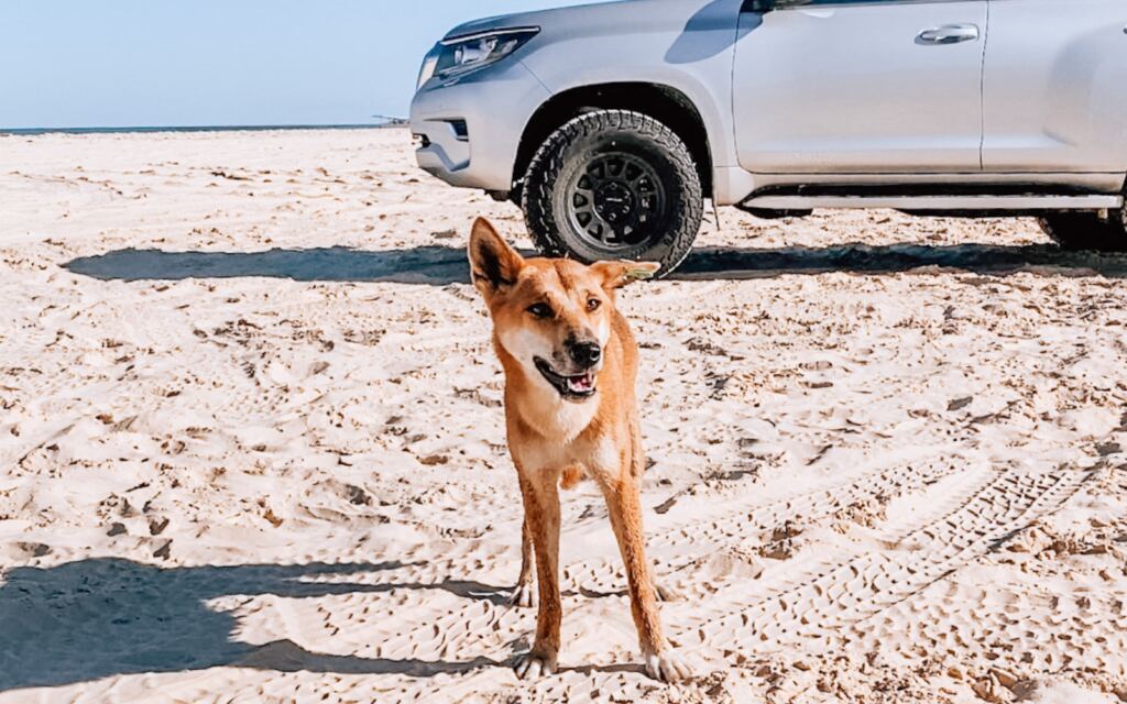 Self Drive Fraser Island Itinerary - dingo