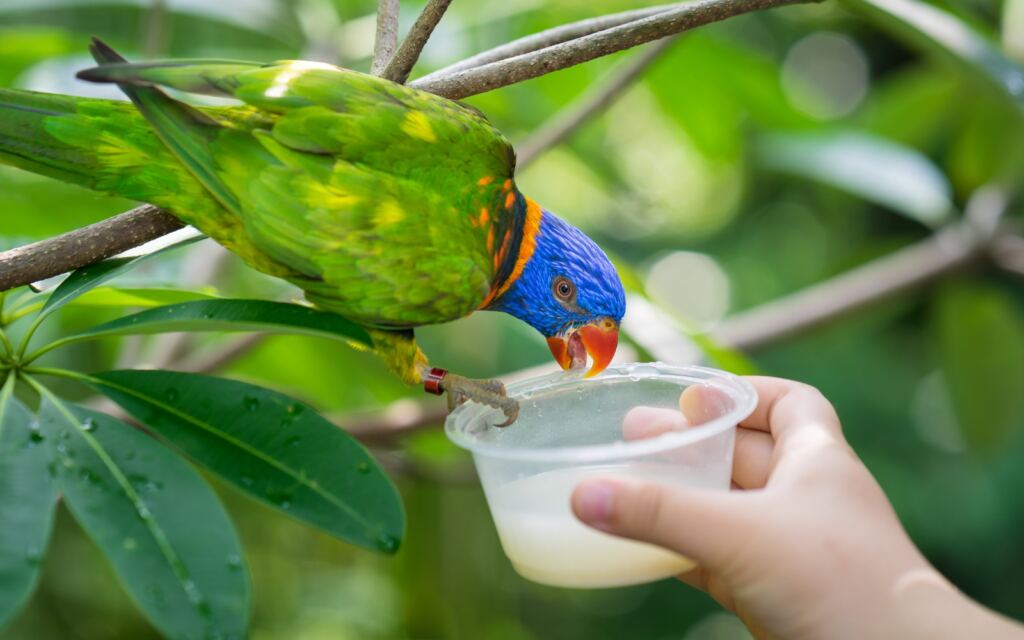 singapore wildlife