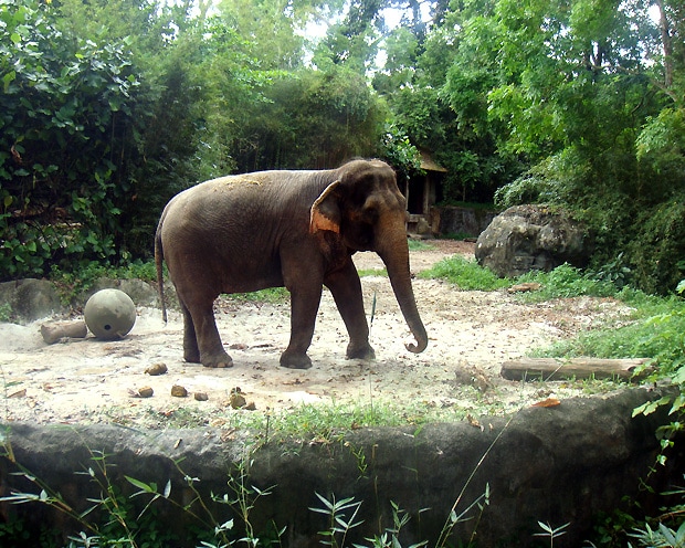 Singapore Zoo