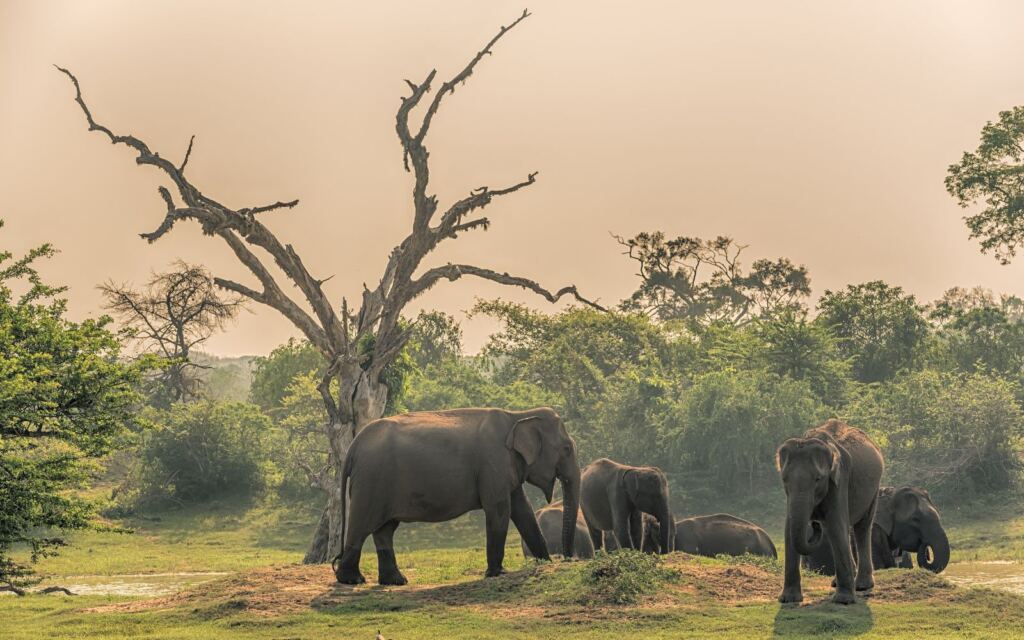 sri lanka itinerary - Yala National Park