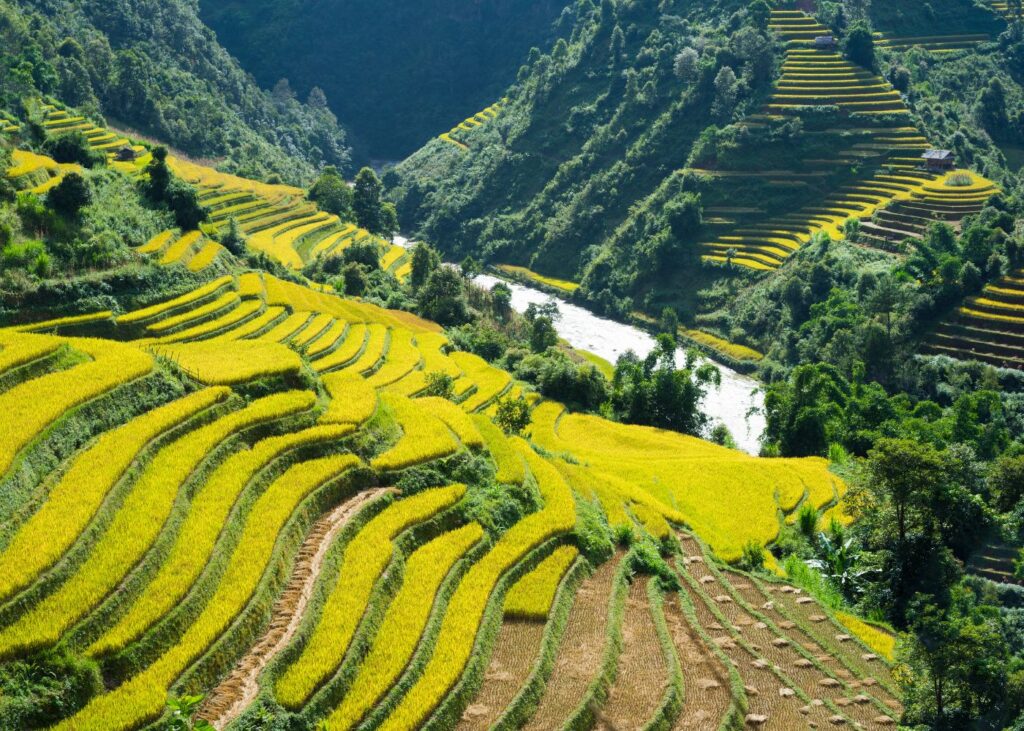aerial view of Terraced rice fields of Sapa Vietnam