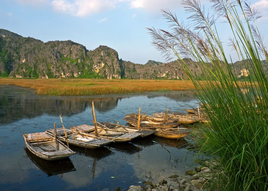Traditional wooden boats on a lake with reeds at the Van Long Nature Reserve with mountains in the background