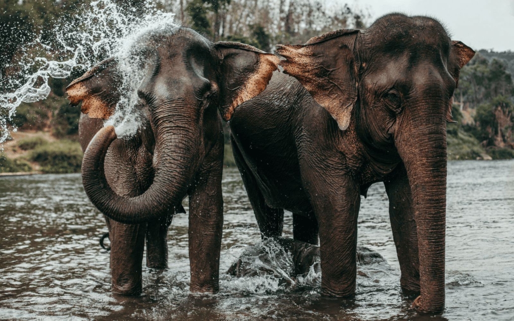 Two Asian elephants playing in the water in Laos