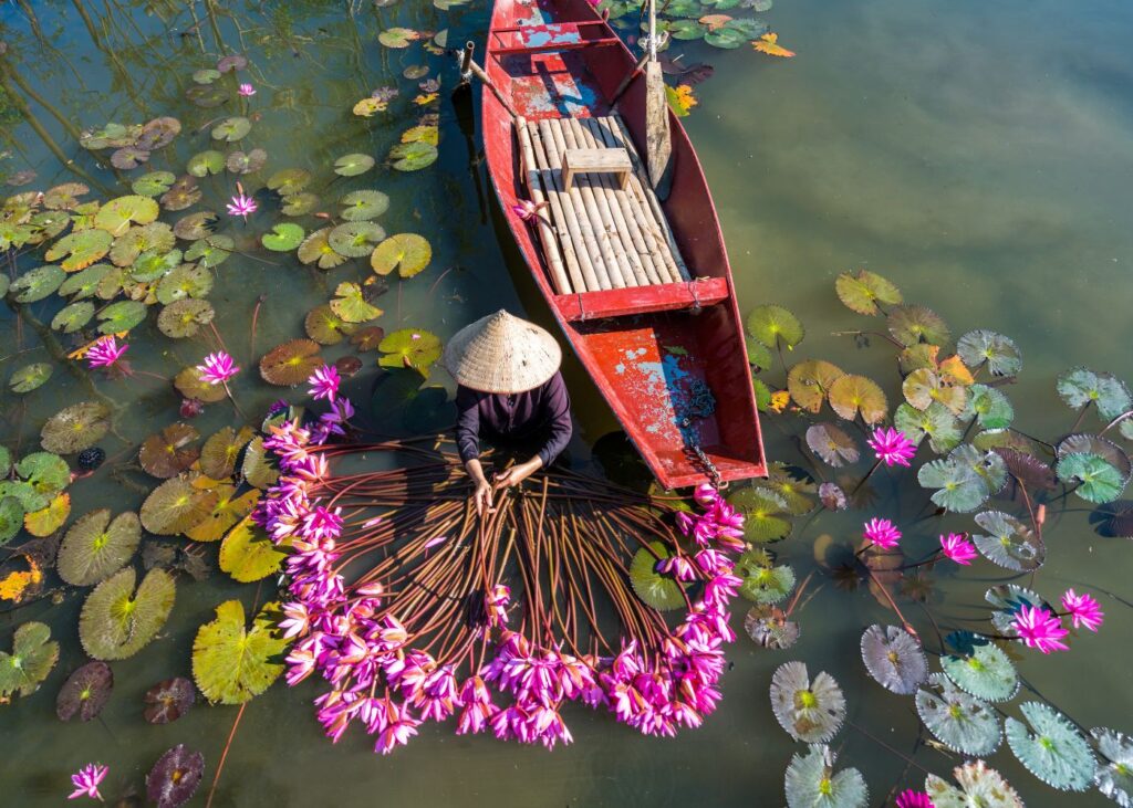 Woman harvesting water lilies in Ninh Binh with a red boat