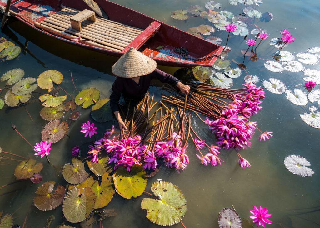 Woman sorting flowers in the waterways of Ninh Binh with wooden boat