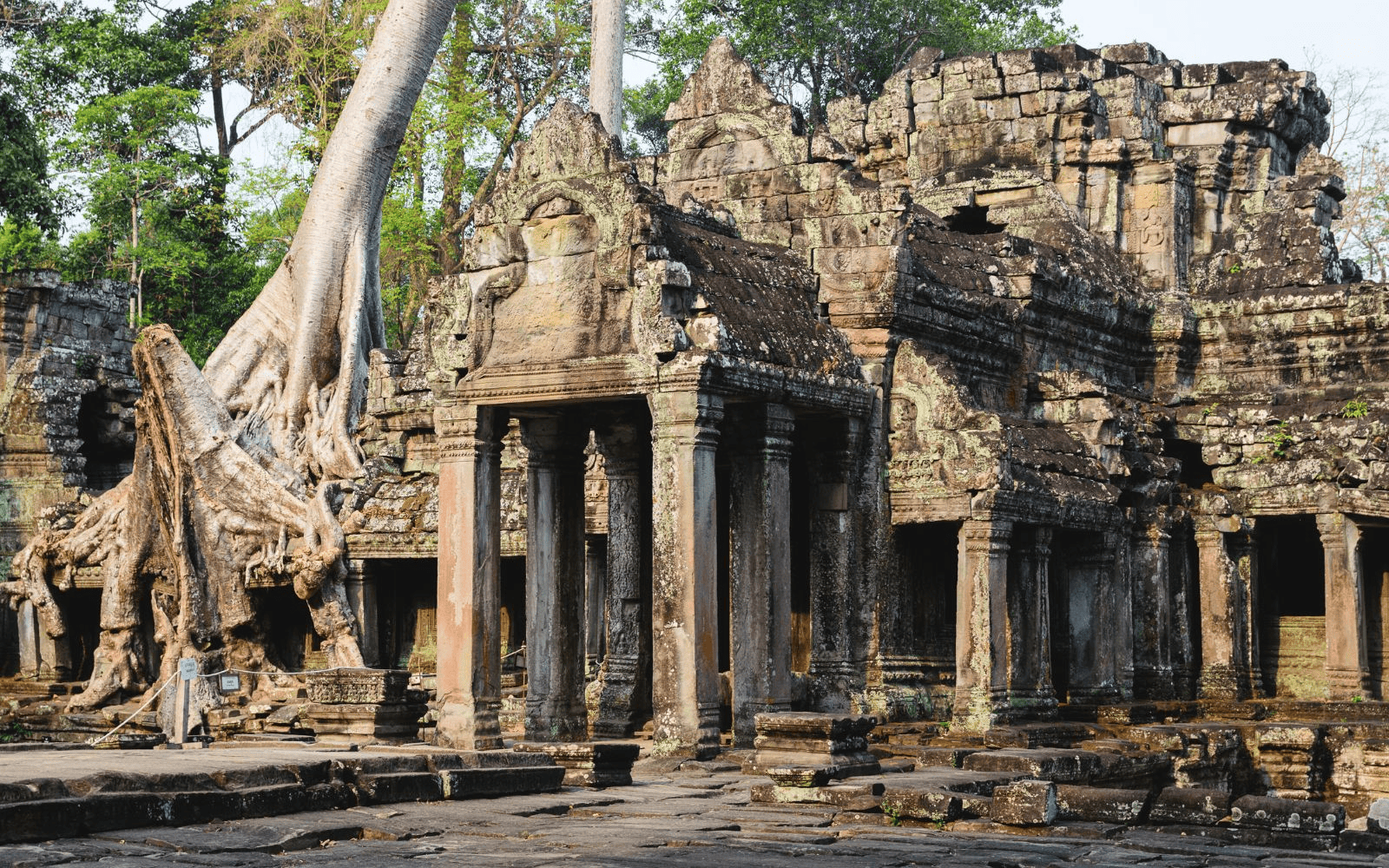 Preah Khan ruins in Angkor with a tree growing from the roof