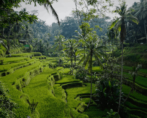 How to travel bali on a budget