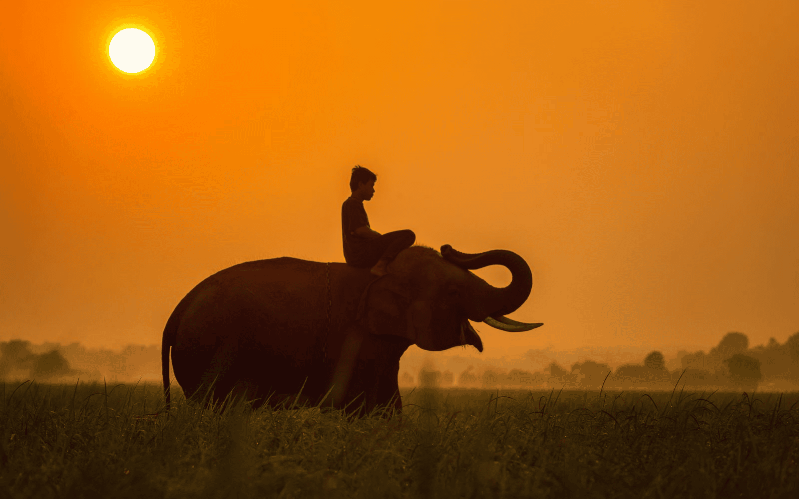 Cambodian boy riding an elephant in rural Cambodia with bright orange sunset background