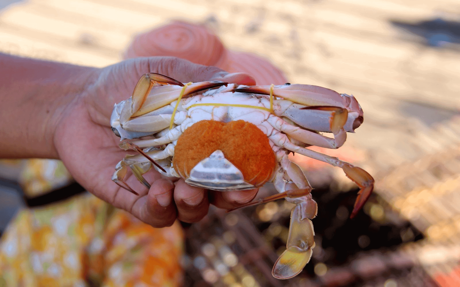 Vendor selling crab in the Kep Cambodia against a blurred background