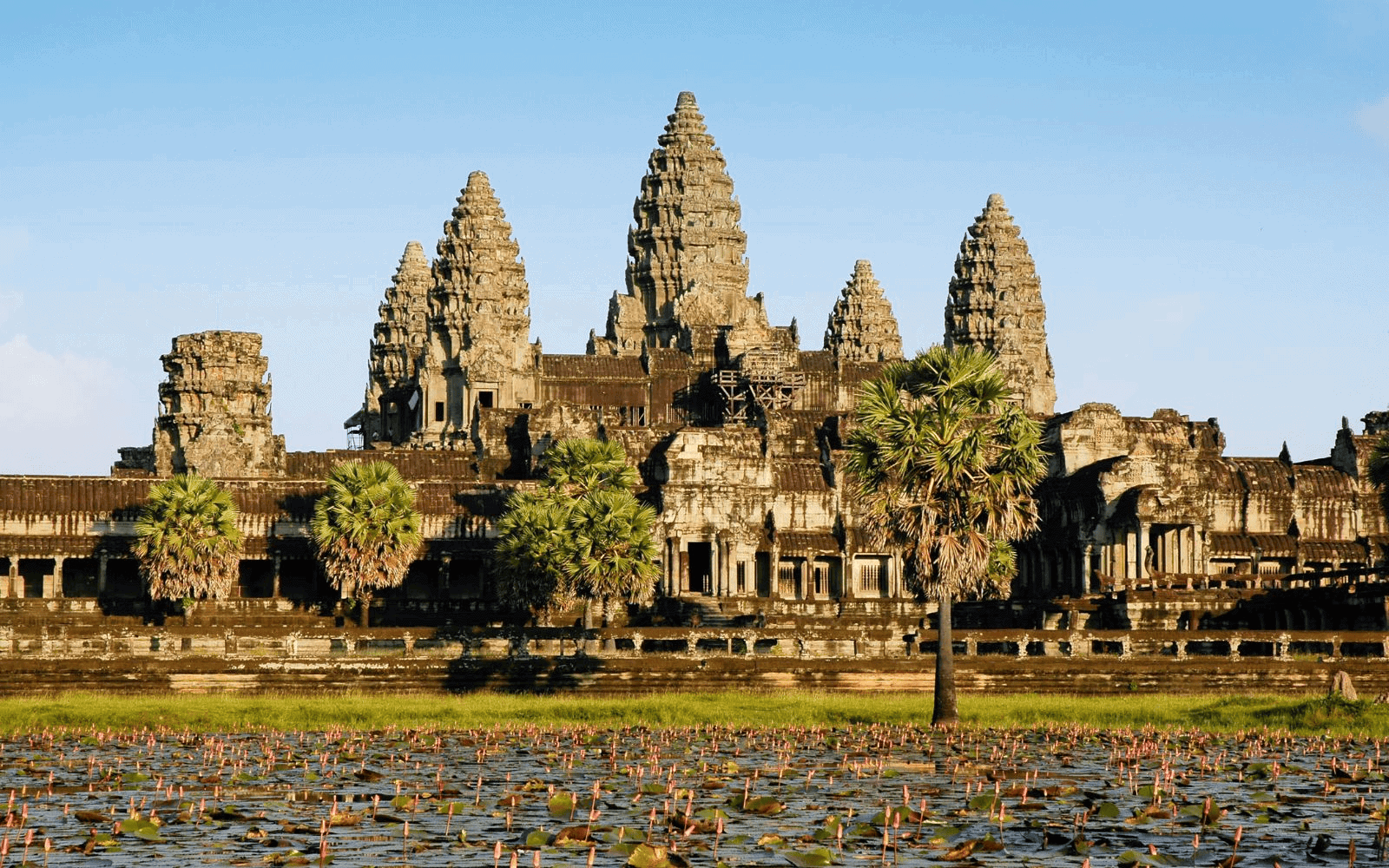 Full view of Angkor Wat in Siem Reap with lily pond in the front and blue skies